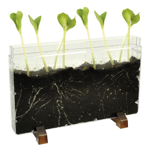 Permatomas indas augalams ir kirmėlėms stebėti 