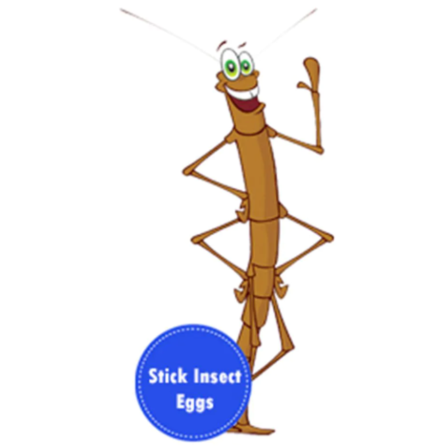 Gyvalazdžių auginimo rinkinys