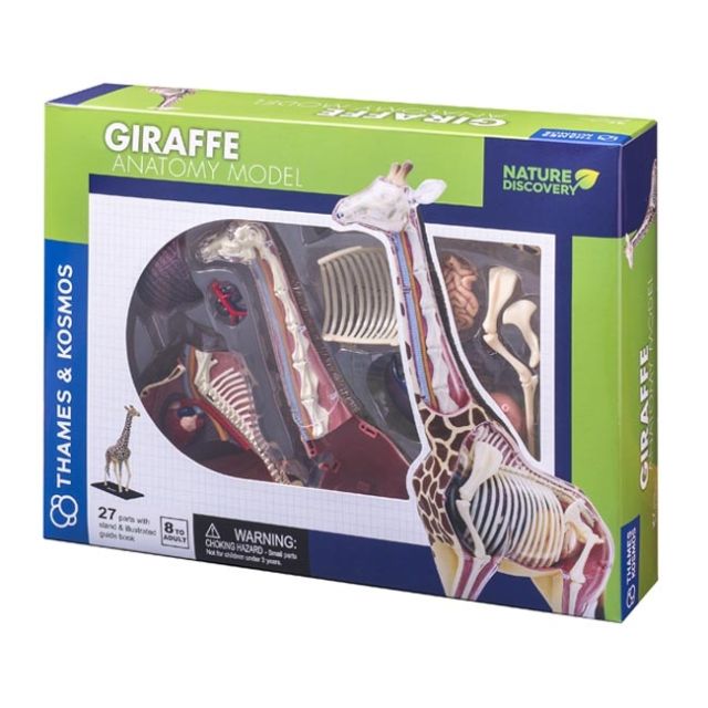 ŽIRAFOS ANATOMIJOS MODELIS