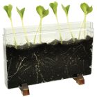 Permatomas indas augalams ir kirmėlėms stebėti 