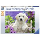 500 detalių dėlionė „Sweet Golden Retriver“