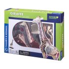 ŽIRAFOS ANATOMIJOS MODELIS